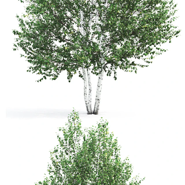 Birch — Скачать