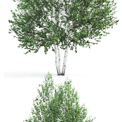 Birch — Вид 3