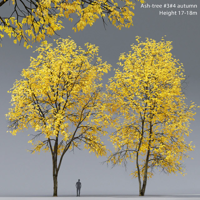 Ясень осенний | Ash-tree autumn #3 4 (17-18m) — Скачать