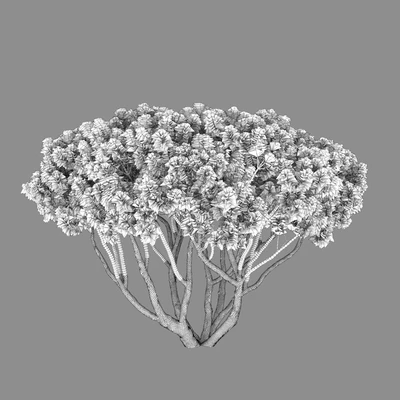 Pine — Вид 4
