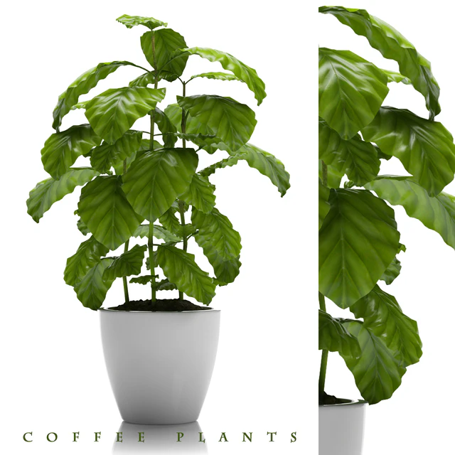 COFFEE PLANTS 24 — Descargar