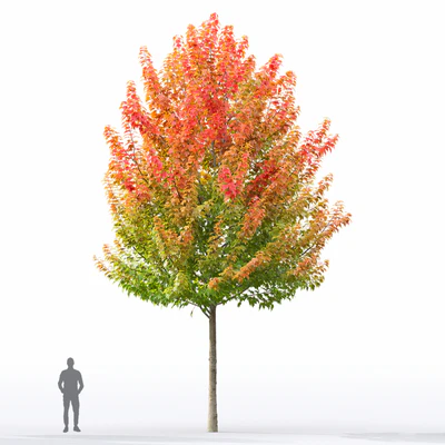 Acer — Ver 6