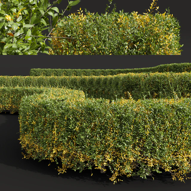 New Plant Ligustrum Quihoui Privet Pruned Box — Descargar