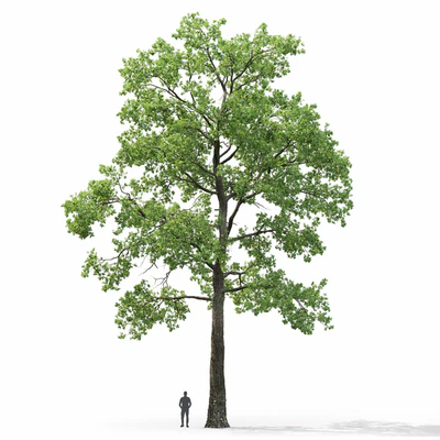 Oak — Вид 3