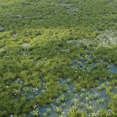 Grass and puddle — Ver 3