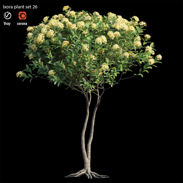 Ixora plant set 26 — Descargar
