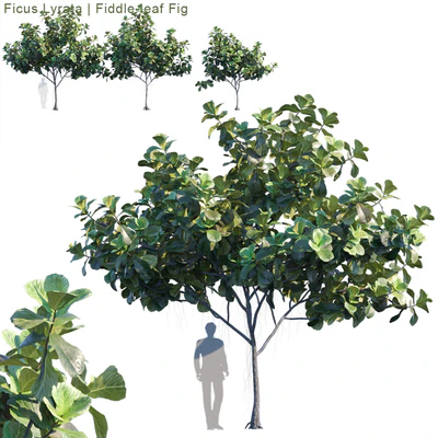 Ficus Lyrata | Feed-leaf fig #2 — Вид 1