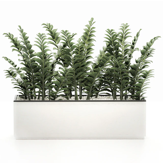A small lush decorative exotic Zamiokulkas flower in a white pot with gravel. Set 535. — Descargar