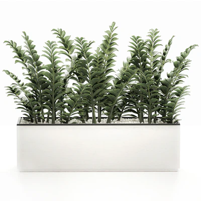A small lush decorative exotic Zamiokulkas flower in a white pot with gravel. Set 535. — Ver 3