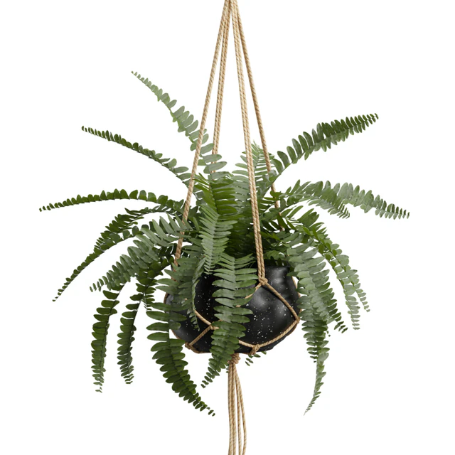 Hanging Plants 01 — Скачать