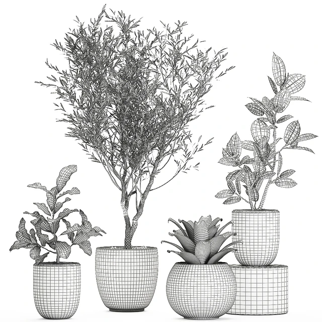 Collection of small ornamental plants in white pots with Olive tree, ficus, croton, bromelia, sapling. Set 676 — Descargar