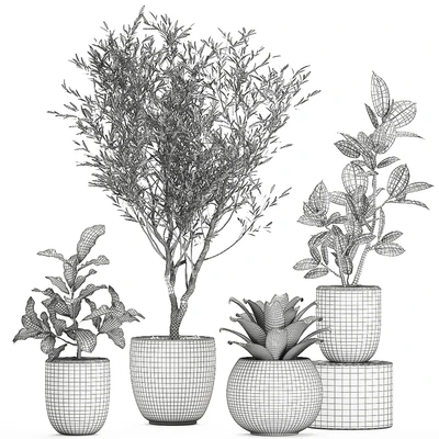 Collection of small ornamental plants in white pots with Olive tree, ficus, croton, bromelia, sapling. Set 676 — Ver 4