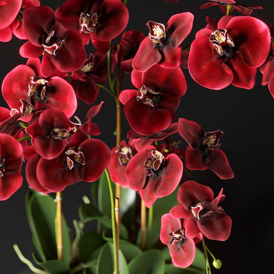 Orchid 12 — Ver 3