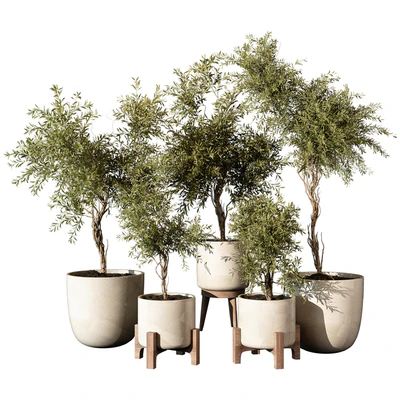 indoor Plant 520 — Вид 1