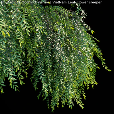 Phyllanthus Cochinchinensis | VietNam Leaf-Flower creeper — Ver 2