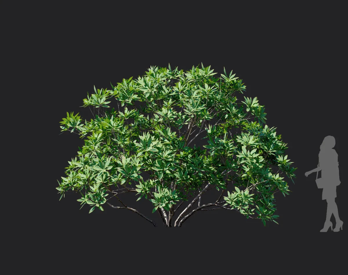 edgeworthia chrysantha 003 — Descargar