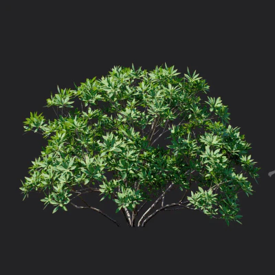 edgeworthia chrysantha 003 — Descargar
