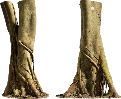 ficus microcarpa tree trunk 001 — Descargar