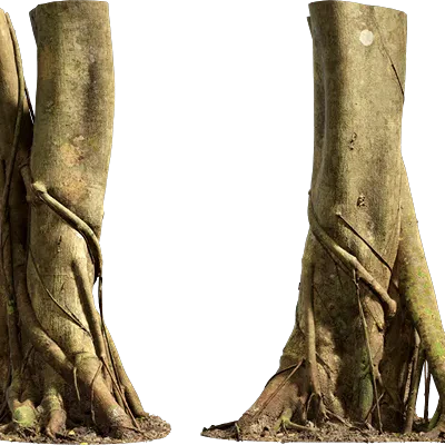 ficus microcarpa tree trunk 001 — Descargar