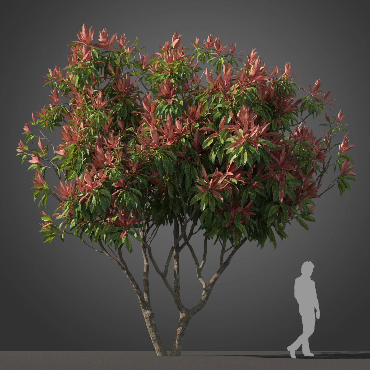 subtropical trees 002 — Скачать