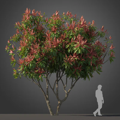 subtropical trees 002 — Скачать