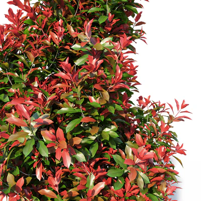 Photinia fraseri Little Red Robin pot — Вид 3