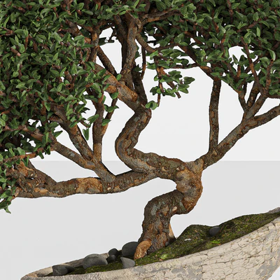 bonsai03 — Вид 3