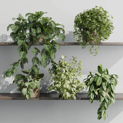 wall plant - set Indoor plant 408 plants on shelf in handmade wooden basket — Ver 1