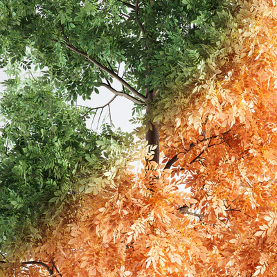 Ash Tree 01 — Вид 4