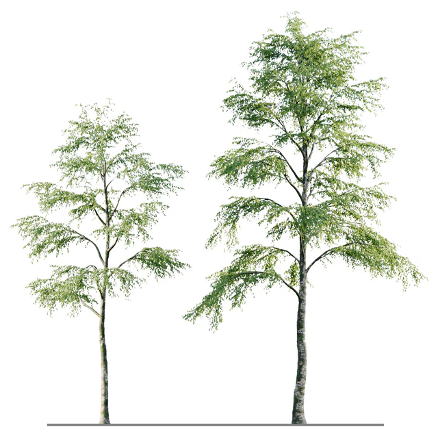 Alder 21m — Descargar