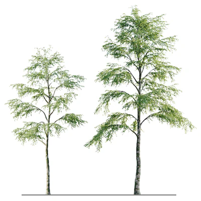 Alder 21m — Ver 3