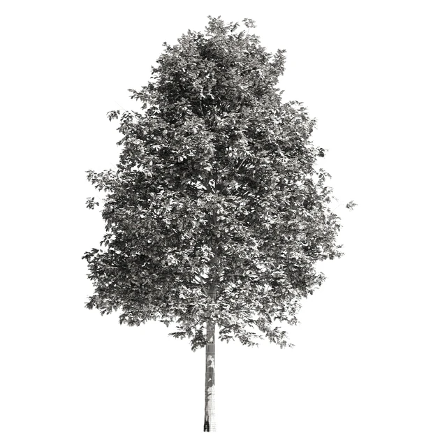 High quality OAK-Tree — Descargar