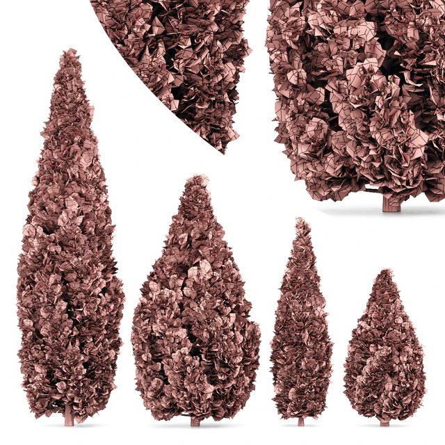 4 Rocky Mountain Juniper tree - Juniperus scopulorum — Descargar