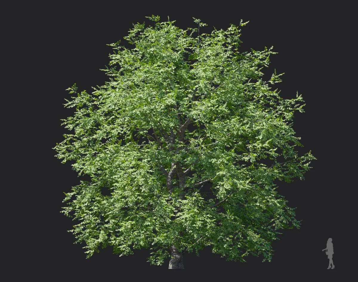 tilia amurensis 006 — Скачать