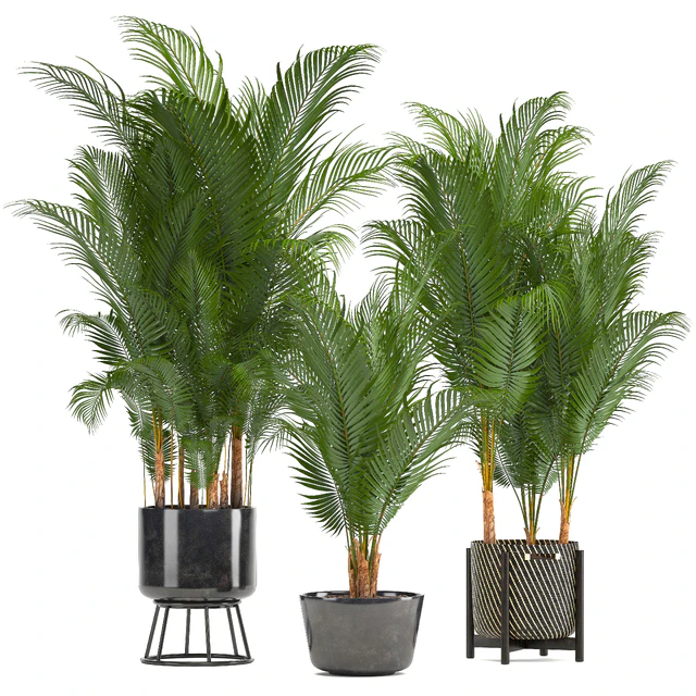 Plant collection 216. Howea forsteriana, palm tree, basket, black pot, indoor plants — Descargar