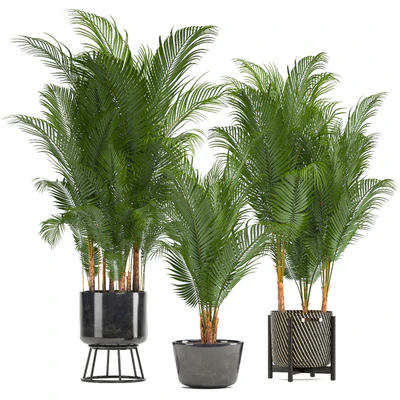 Plant collection 216. Howea forsteriana, palm tree, basket, black pot, indoor plants — Ver 4