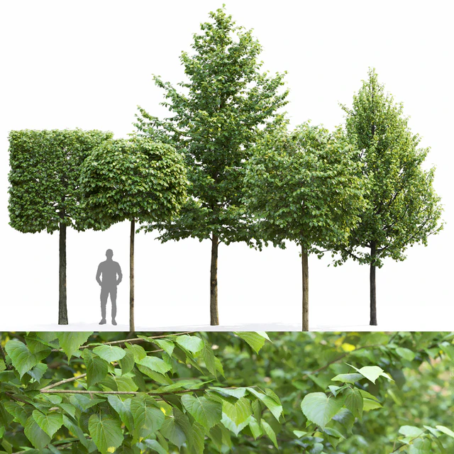 Tilia — Скачать