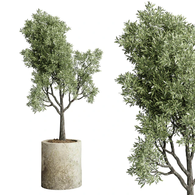 Collection outdoor plant 65 pot old olive tree concrete old vase corona — Descargar