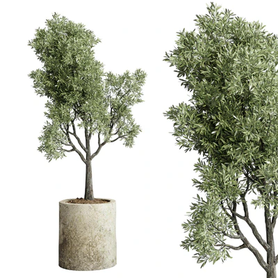 Collection outdoor plant 65 pot old olive tree concrete old vase corona — Ver 4