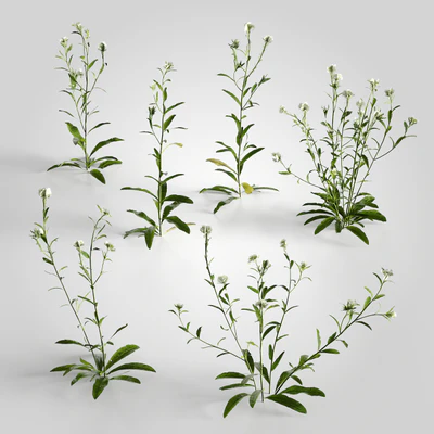 low poly plants 011 — Descargar
