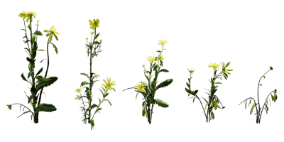 shore groundsel 001 — download