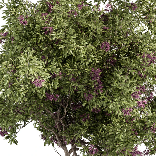 Nerium Oleander -Tree Set 229 — Descargar