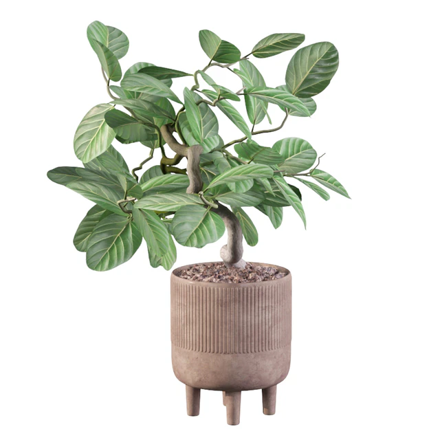Plants collection 085 - ficus benghalensis — Descargar