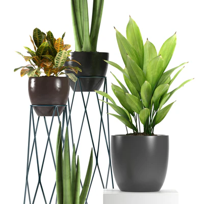 PLANTS 80 — Вид 2