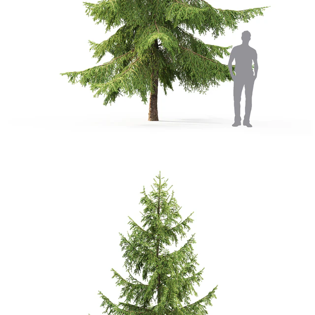 Spruce — Скачать