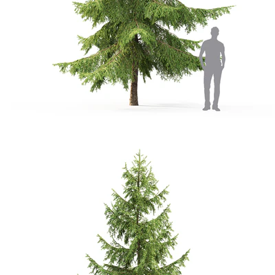 Spruce — Вид 2