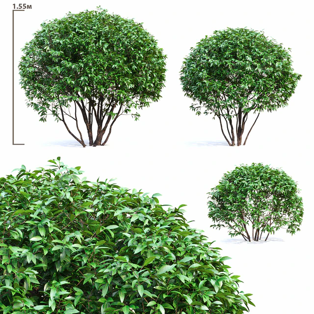 Ligustrum shining (Biryuchina) — Descargar