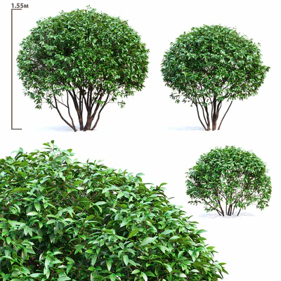 Ligustrum shining (Biryuchina) — Ver 1