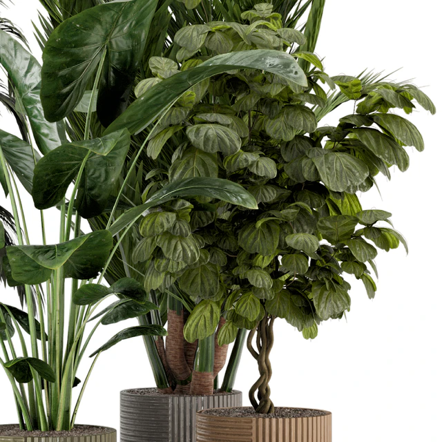 Indoor Planters in Cecilia Ficonstone Pot - Set 349 — Скачать