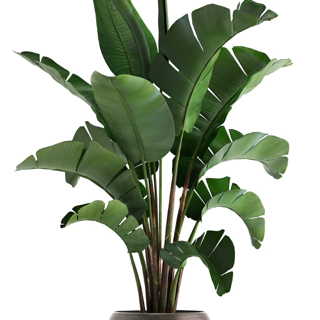 Plant collection 294. Banana, pot, flowerpot, indoor banana, strelitzia, luxury, strelitzia — Descargar
